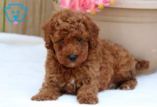 Ozzy Toy Poodle2 image