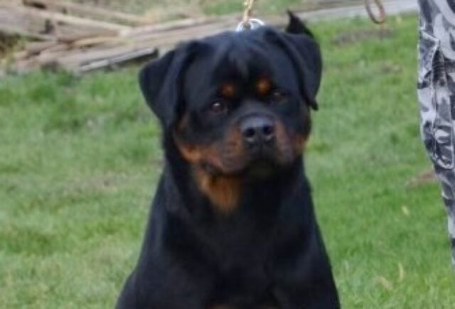 Rea Rottweiler Levi Glick image