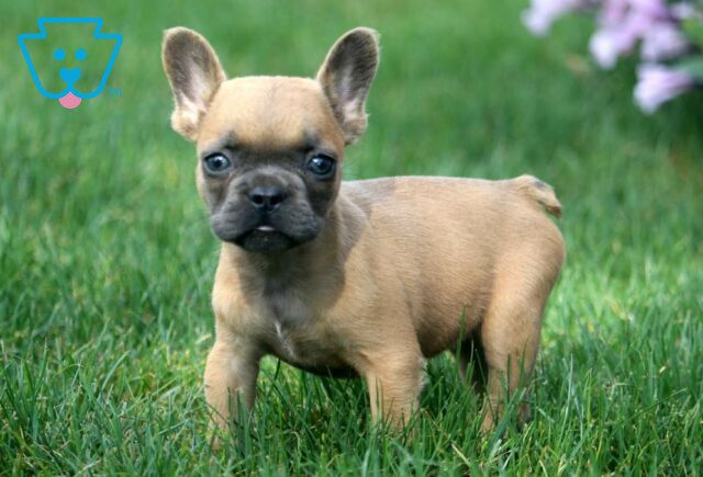 Tweety French Bulldog image