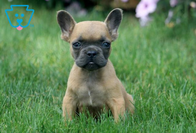 Tweety French Bulldog2 image