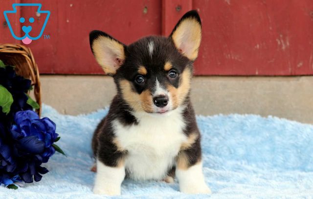 Corgi puppy.