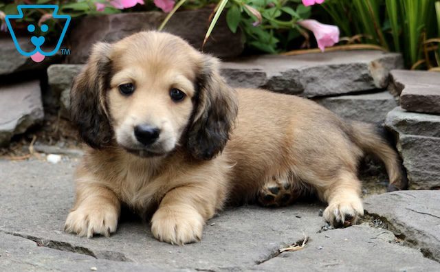 Dachshund puppy.