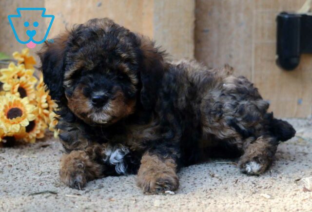 Breeze Mini Poodl image