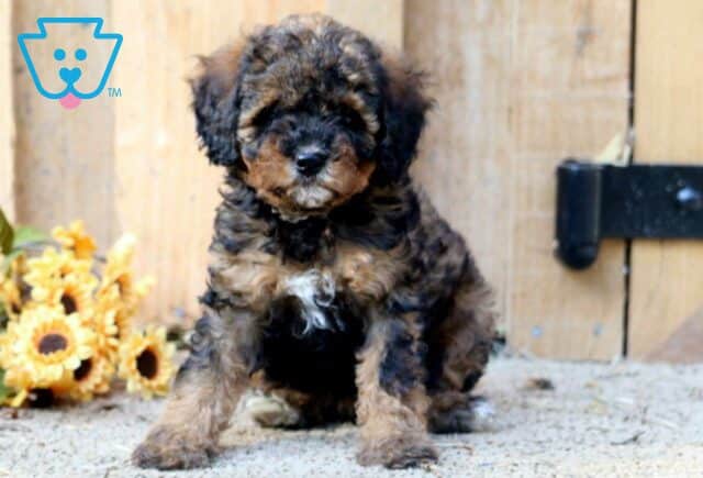 Breeze Mini Poodl2 image