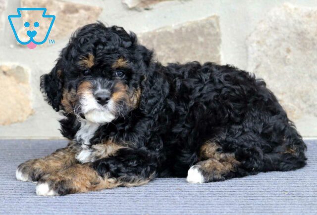 Brownie Mini Bernedoodle image