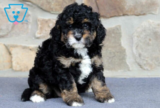 Brownie Mini Bernedoodle2 image