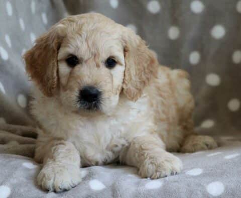 Charger Goldendoodle2