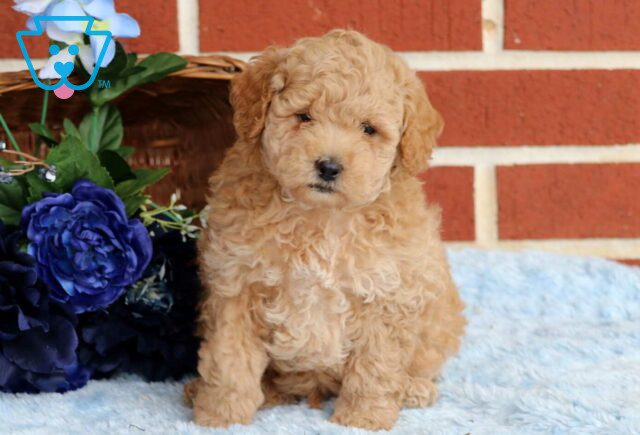 Dash Mini Poodle image