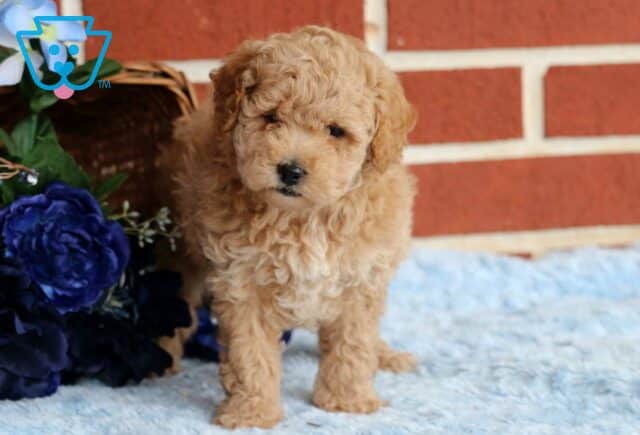 Dash Mini Poodle2 image