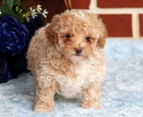 Dill Mini Poodle