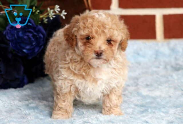 Dill Mini Poodle image
