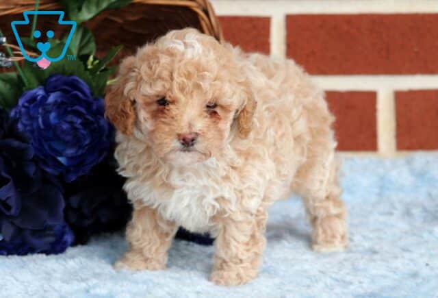 Dill Mini Poodle2 image