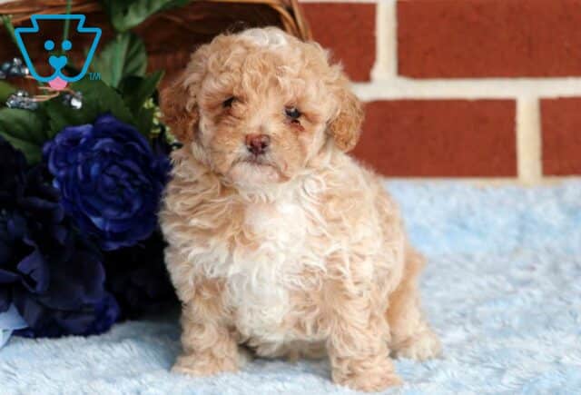 Dill Mini Poodle3 image
