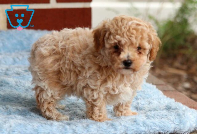 Dino Mini Poodle image