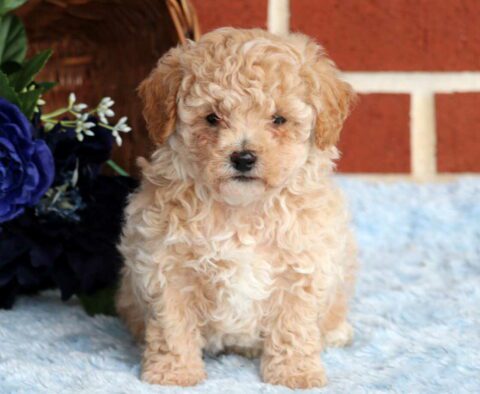Dino Mini Poodle2