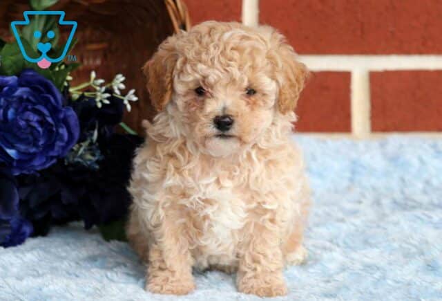 Dino Mini Poodle2 image