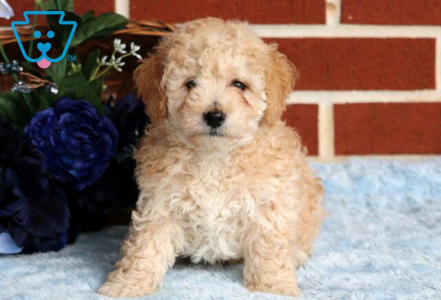 Doc Mini Poodle image