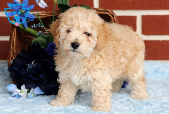 Doc Mini Poodle2 image