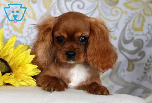 Honey Cavalier Retak image