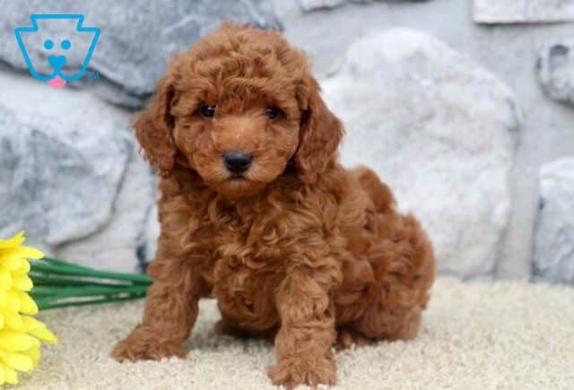 Kenny Mini Poodle image