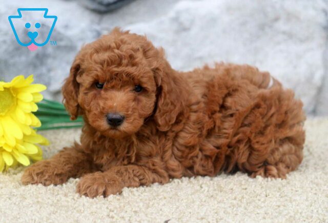 Kenny Mini Poodle2 image