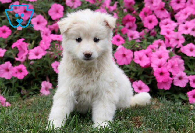 Kira Pomsky image
