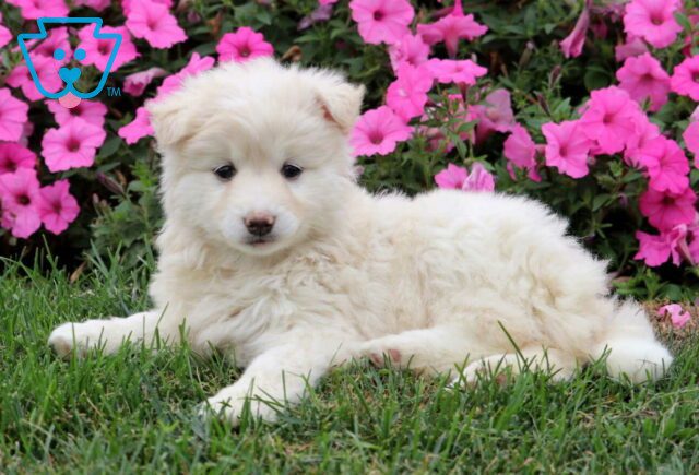 Kira Pomsky2 image