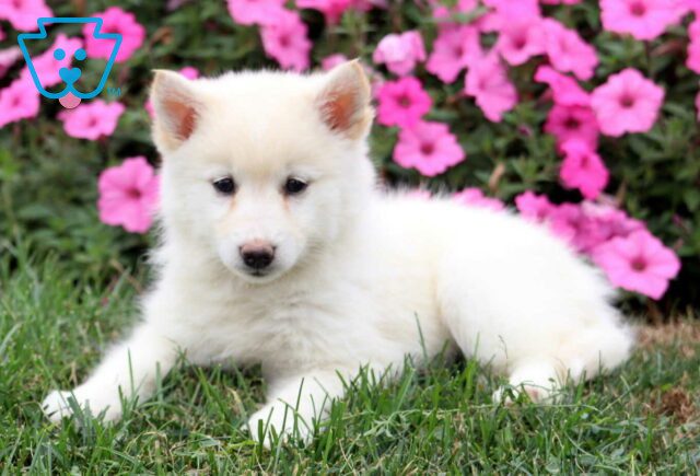 Koke Pomsky image
