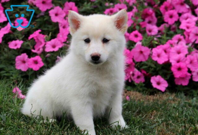 Koke Pomsky2 image