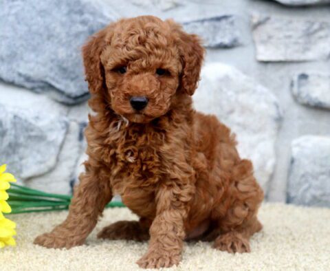 Kolby Mini Poodle
