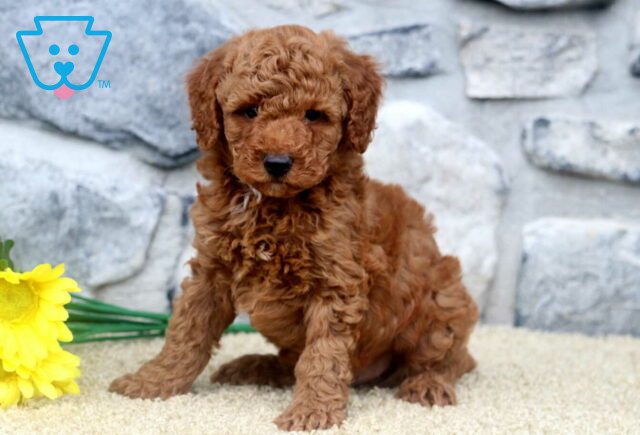 Kolby Mini Poodle image
