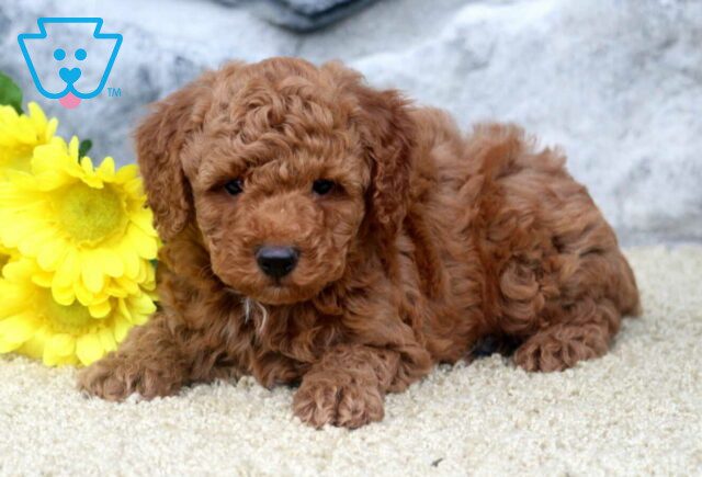 Kolby Mini Poodle2 image