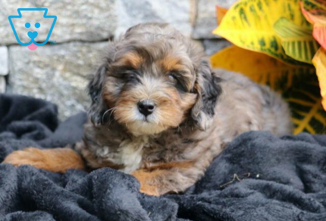 Lila Mini Bernedoodle2 image