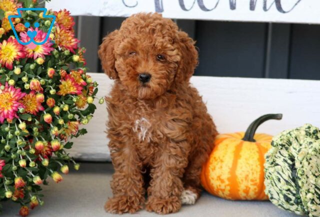 Lovey Toy Poodle image