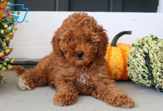 Lovey Toy Poodle2 image