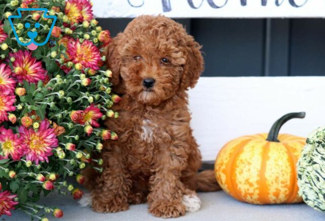 Lovey Toy Poodle3 image