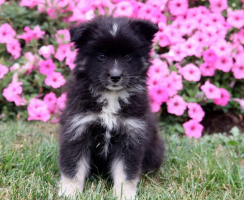 Malcolm Pomsky