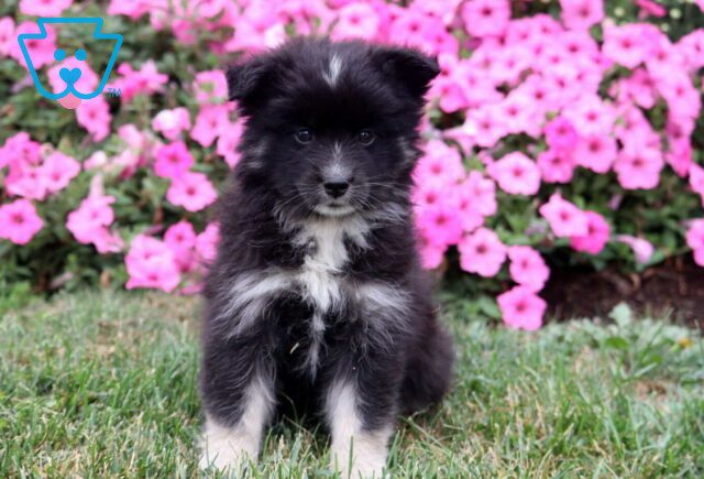 Malcolm Pomsky image