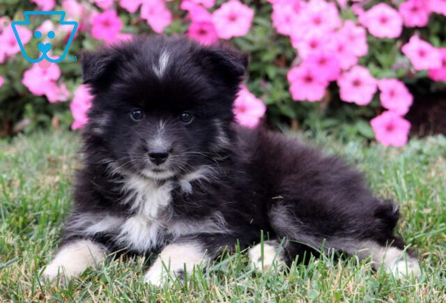 Malcolm Pomsky2 image