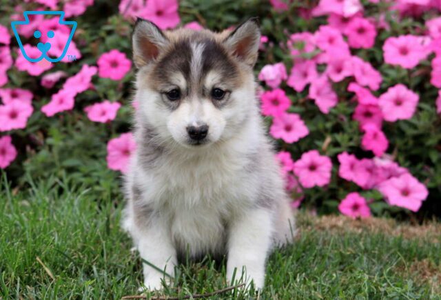 Milly Pomsky image