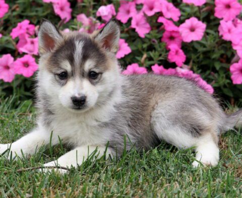 Milly Pomsky2