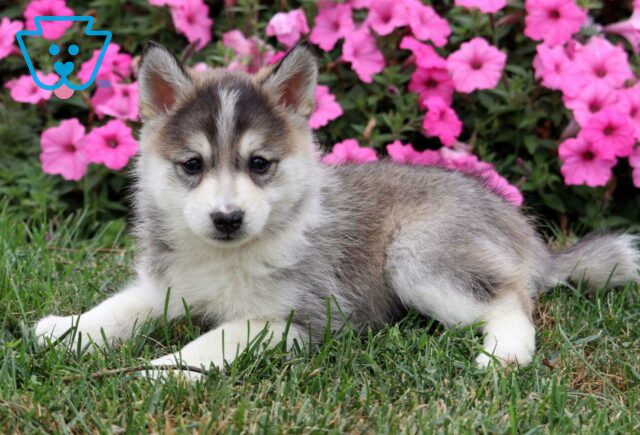 Milly Pomsky2 image
