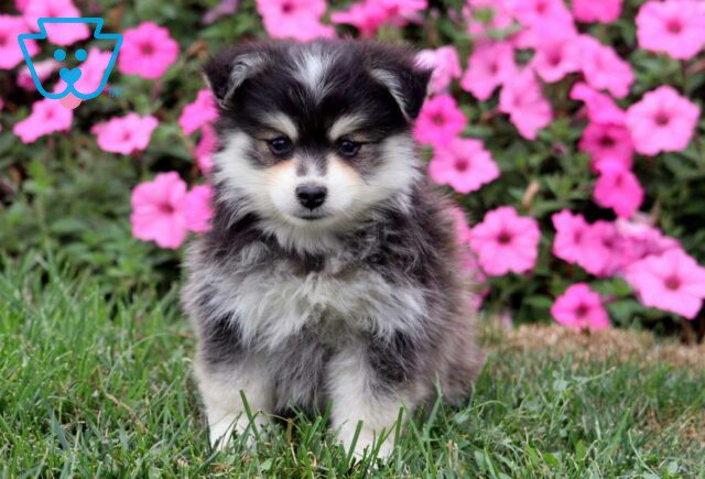 Moby Pomsky image