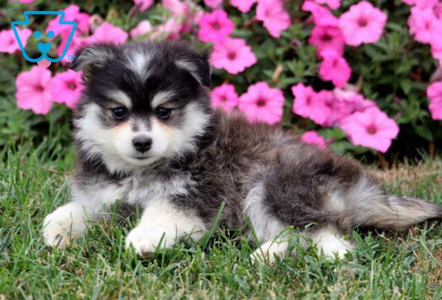 Moby Pomsky2 image