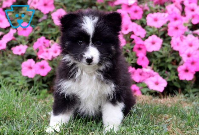 Muffy Pomsky image