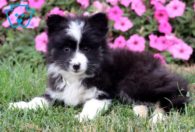 Muffy Pomsky2 image