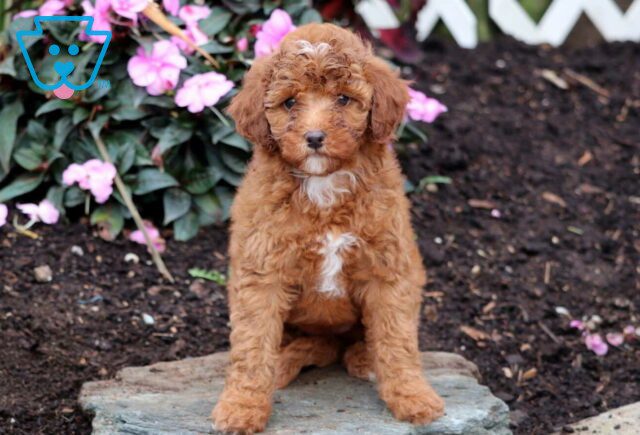 Nikki Mini Goldendoodle image