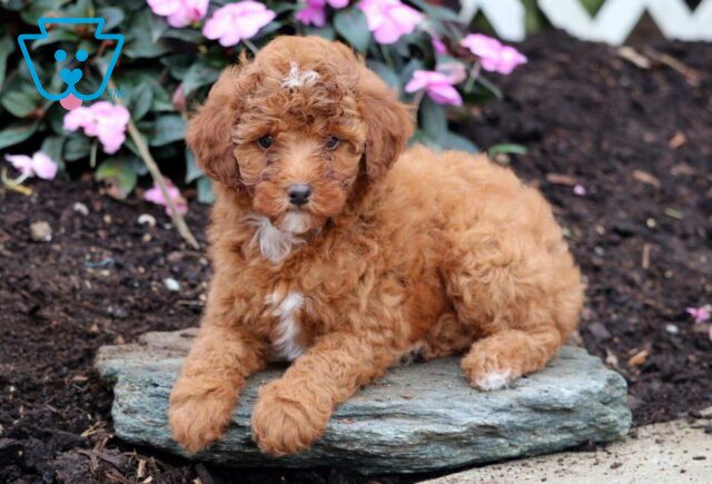 Nikki Mini Goldendoodle2 image