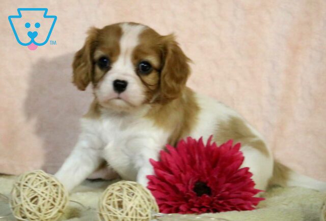 Polly Cavalier image