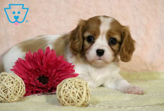 Polly Cavalier2 image